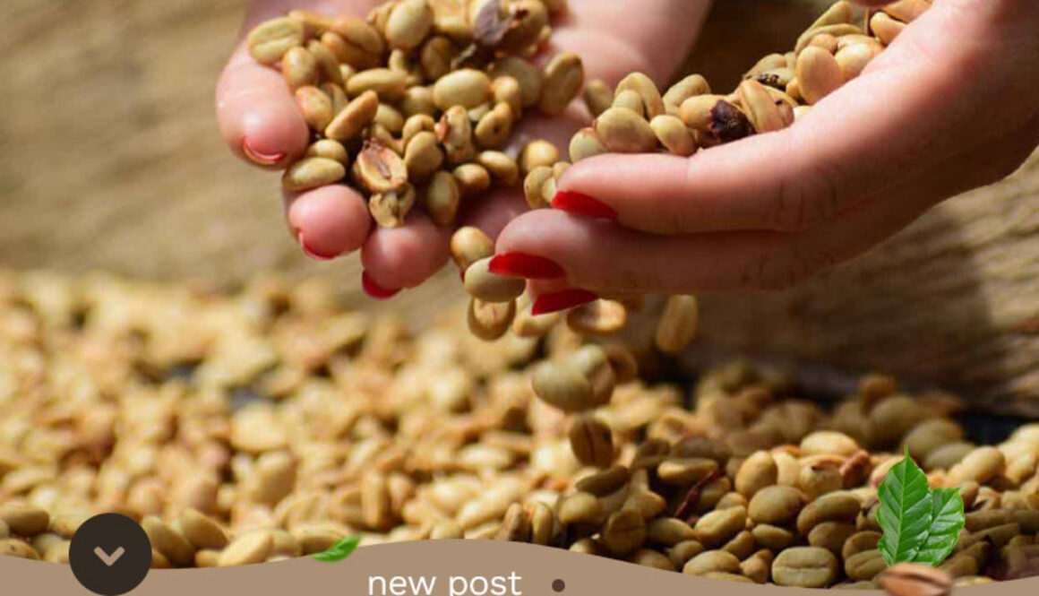 Aceh-Gayo-Arabica-Coffee-Bean-Exporter