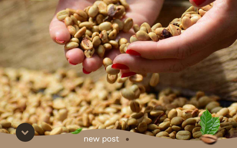 Aceh-Gayo-Arabica-Coffee-Bean-Exporter