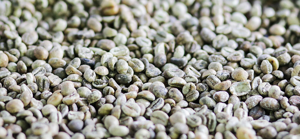 aceh-gayo-coffee-bean