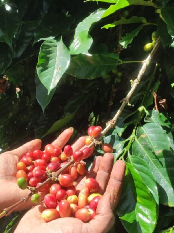 gallery atta coffee gayo (1)