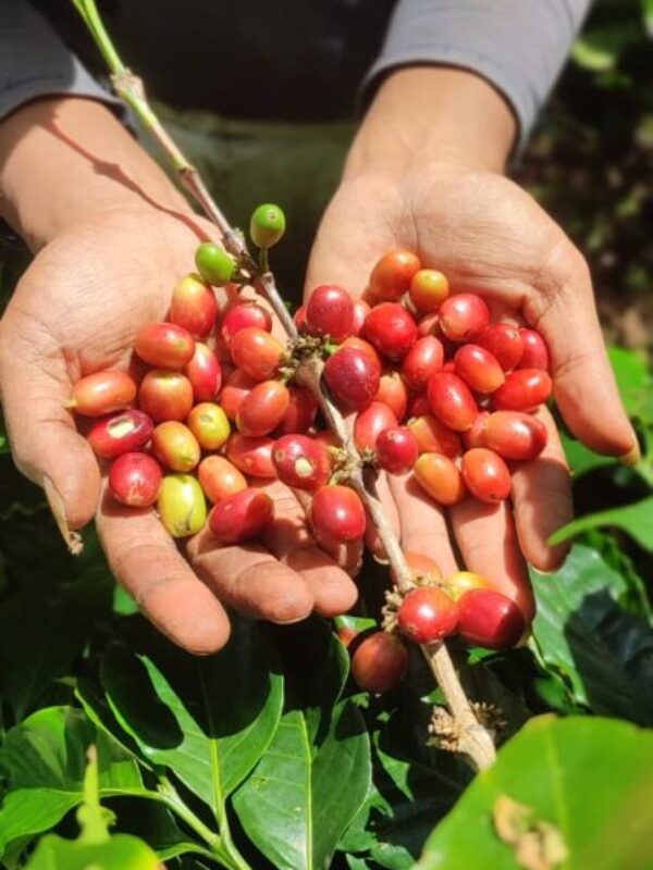 gallery atta coffee gayo (3)