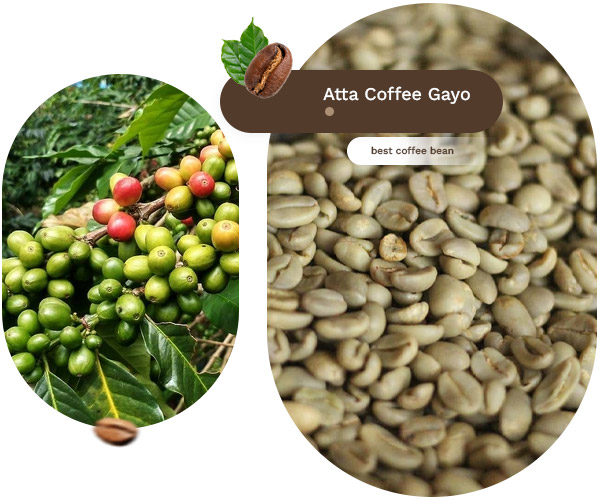 profil-atta-gayo-coffee